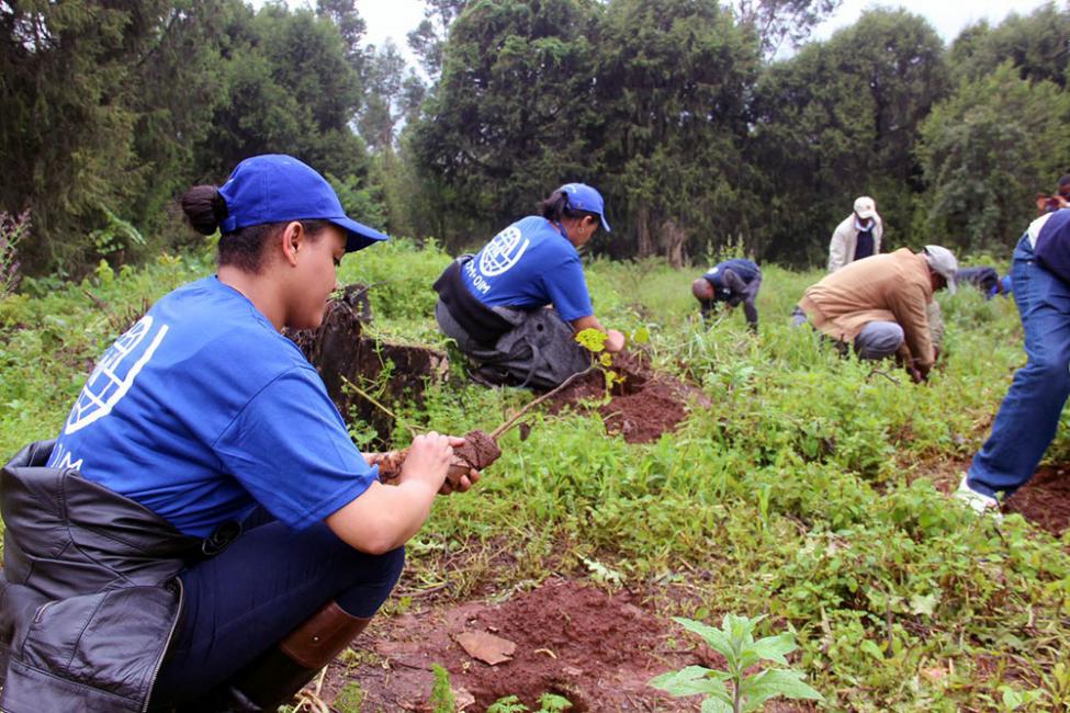 La OIM Etiopía participa en la iniciativa que rompió el récord mundial con  353 millones de árboles plantados en un día | International Organization  for Migration